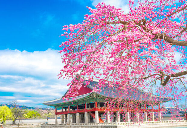 Dolu Dolu Sakura Dönemi Japonya & Kore Turu Mistik Rotalar V2