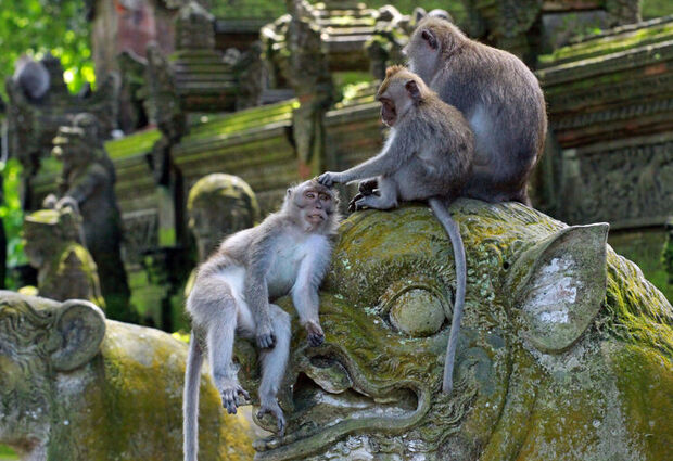 Ubud & Bali Turu (5 Gece) (İstanbul Çıkış) (Ethiad Havayolları)