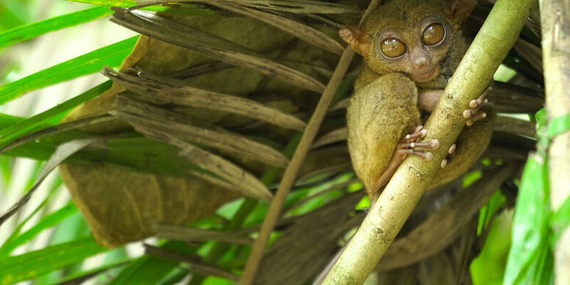 Taipei Taiwan Filipinler Turu (THY ile) (12 Gece 13 Gün)