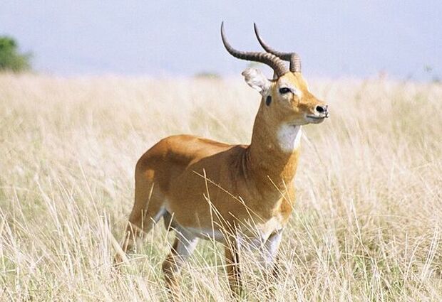 Elegant Uganda Turu Türk Havayolları ile 7 Gece (EBB-EBB)