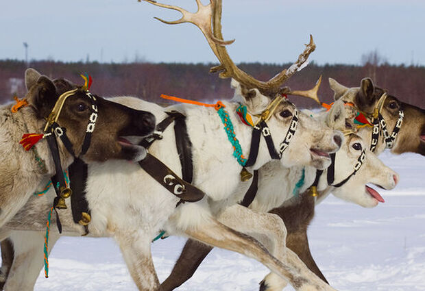 Dolu Dolu Lapland Beyaz Rotalar Çifte Yılbaşı Rotası 