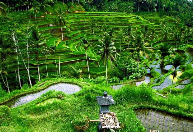 Bali Turu (7 Gece) (2025) (DPS-DPS)
