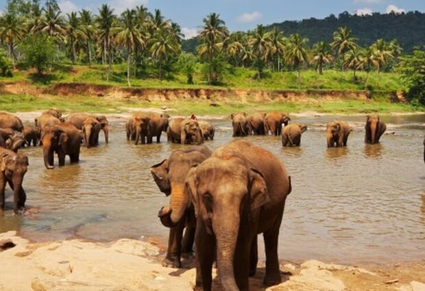 Sri Lanka Turu (Air Arabia ile) (Her Pazar Hareket) (7 Gece)