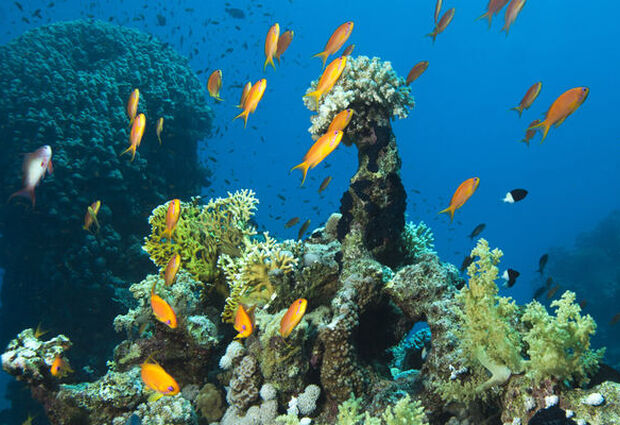 Sharm El Sheikh Turu Kızıldeniz Rotası V2