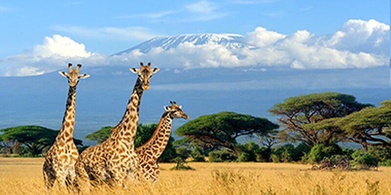 Kenya Safari Turu (Air Arabia Havayolları ile) (Her Pazar Hareket)