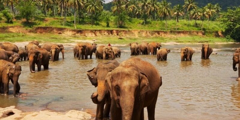 Sri Lanka Turu (Air Arabia İle) (Her Pazar Hareket) (7 Gece)