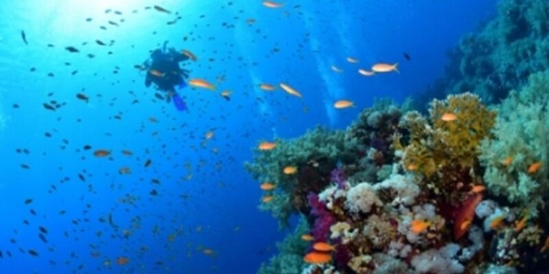 İskenderiye & Kahire & Kızıldeniz Turu (Air Cairo Havayolları ile) - 3 Gece