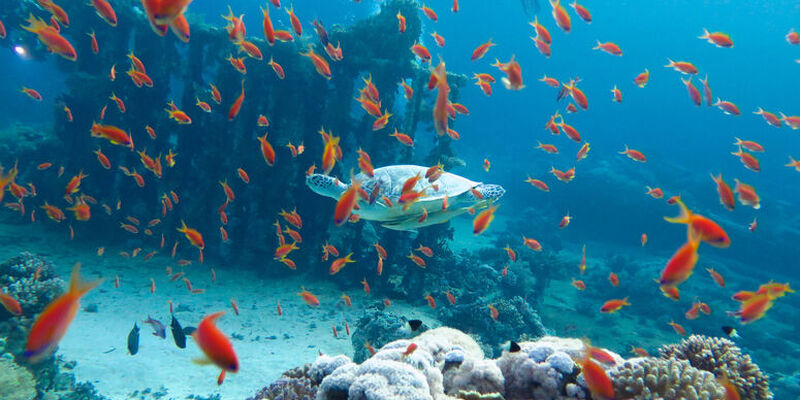 İstanbul Hareketli Ajet ile Promosyon Hurghada Turu - 4 Gece